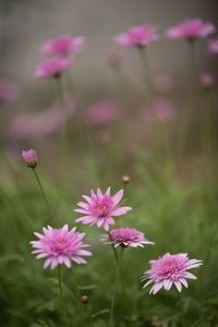 Close-up of pink flowering plants on field