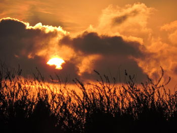 Silhouette plants on field against sky during sunset