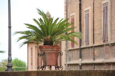 Close-up of potted plant against building