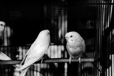 Close-up of parrot in cage