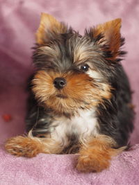 Portrait of dog