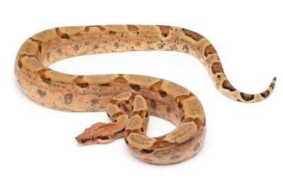 Directly above shot of horse against white background