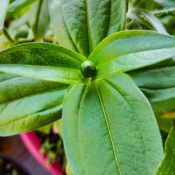 Close-up of green leaf on plant