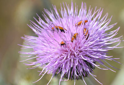 Wild flowers in montana meadow