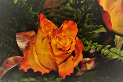 Close-up of wilted rose in garden