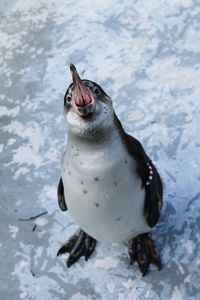 High angle view of penguin on snow