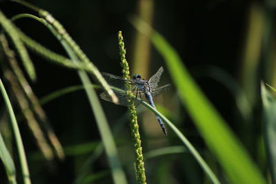 Close-up of insect on plant