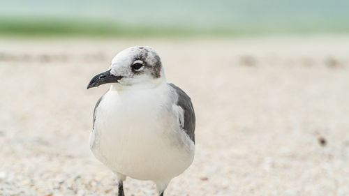 Close-up of seagull perching on sand