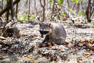 Sitting raccoon 