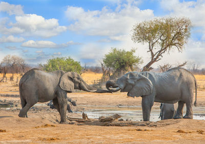 Elephant in a park