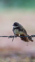 Close-up of bird perching on twig