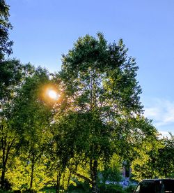 Low angle view of trees against clear sky