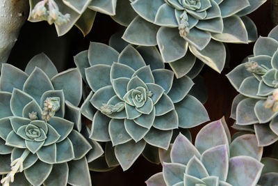 Echeveria succulent in a garden