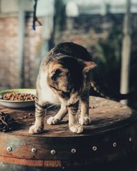 Close-up of cat drinking water