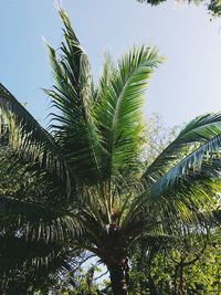 Low angle view of palm tree against sky