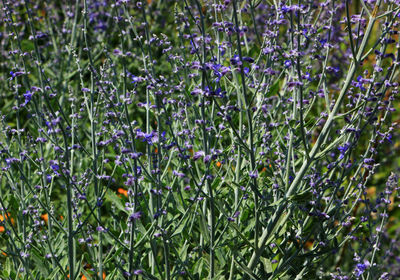 Full frame shot of flowering plants on field