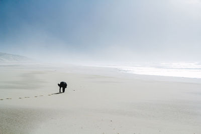 Dog on beach against sky