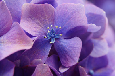 Close-up of purple flowering plant