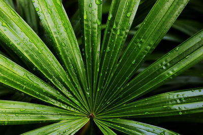 Full frame shot of wet plant