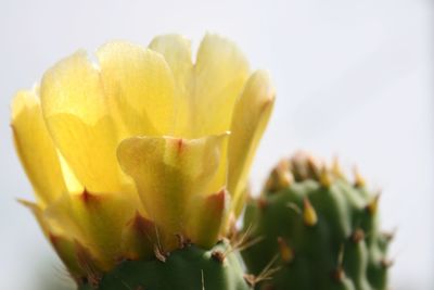 Close-up of yellow flowers