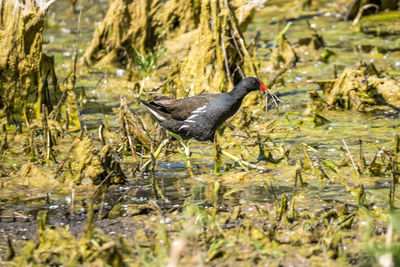 Side view of a bird in lake