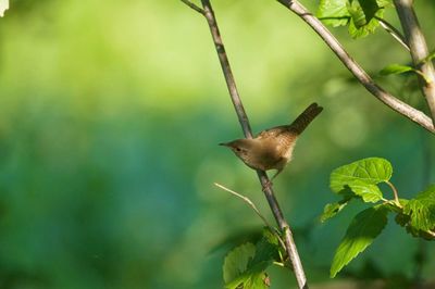 Close-up of bird perching on plant