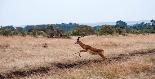 Gazelle running on landscape against clear sky