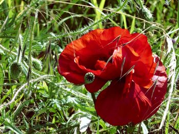Close-up of red poppy blooming outdoors