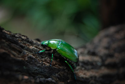 Close-up of insect on rock