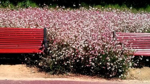 Close-up of pink flowers