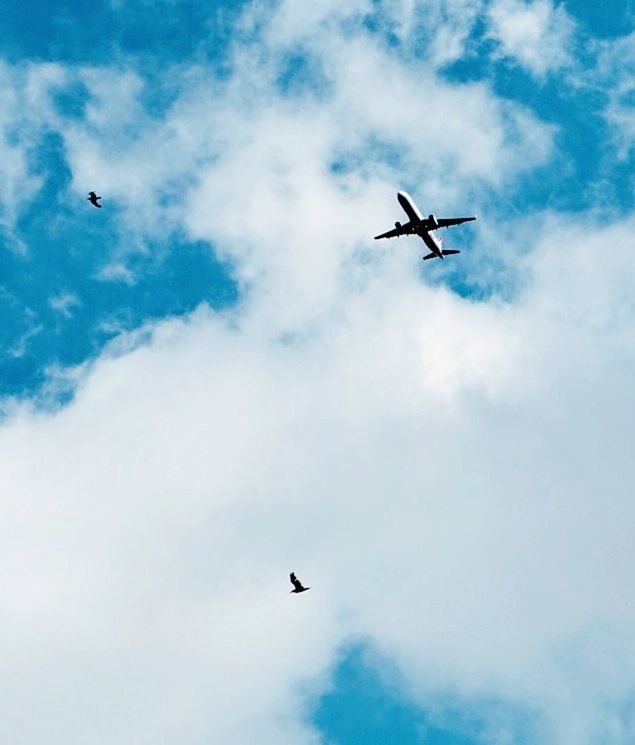 sky, low angle view, cloud - sky, transportation, flying, mode of transportation, air vehicle, mid-air, nature, airplane, motion, on the move, no people, day, airshow, bird, outdoors, travel, vertebrate, silhouette, plane, aerobatics