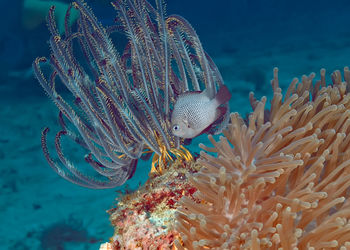 Fish swimming in sea