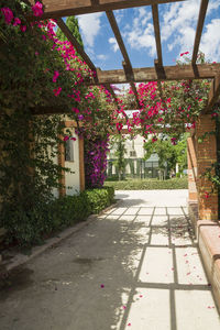 Pink flowering tree by building in city