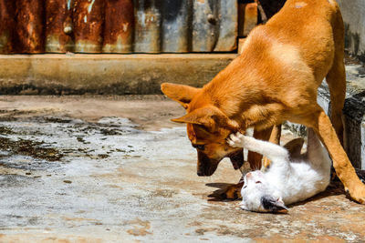 Cat playing with dog