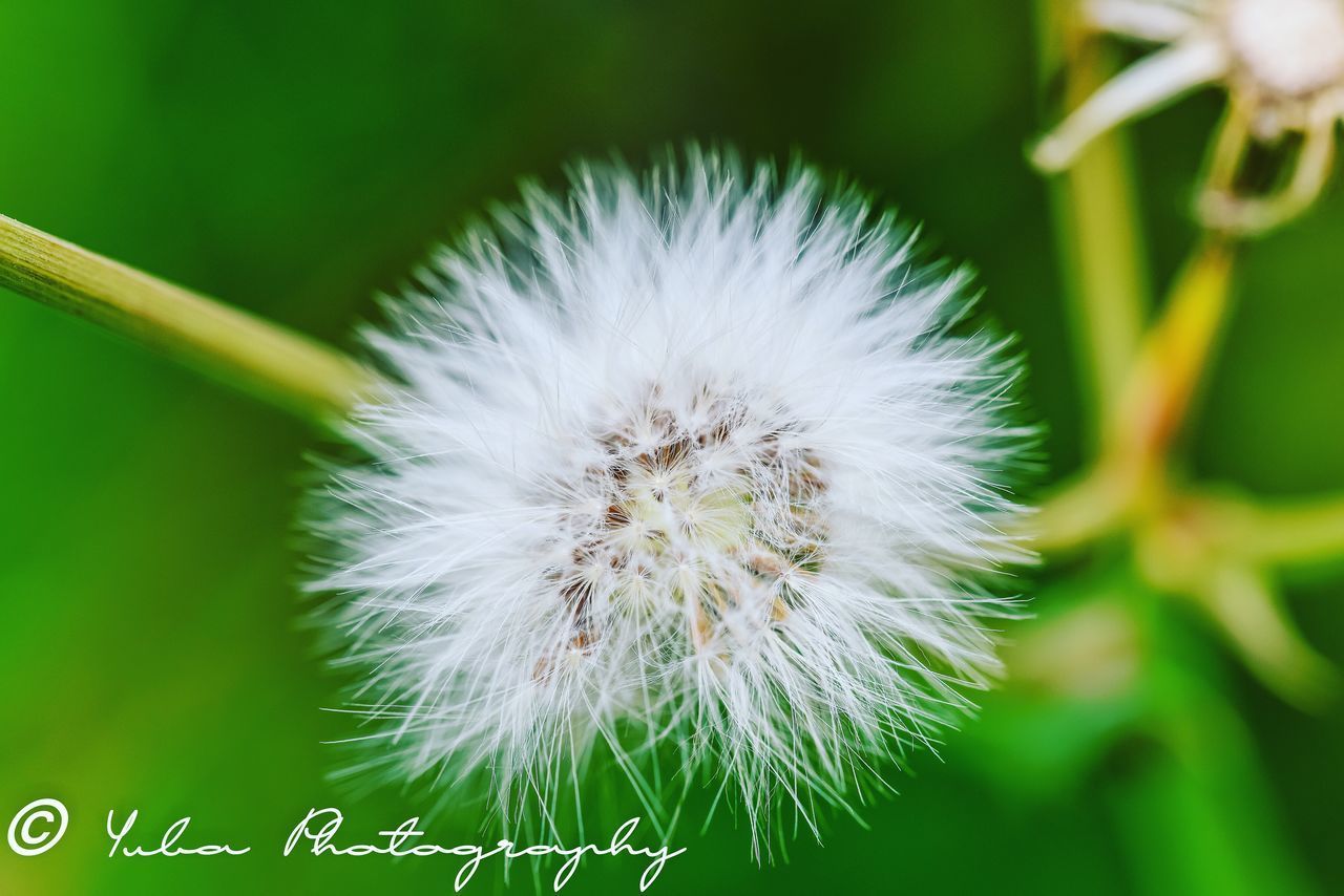 CLOSE-UP OF DANDELION AGAINST WHITE FLOWER