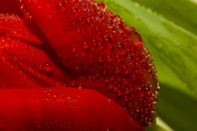 Close-up of wet red flower