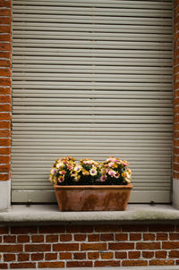 Potted plant on window sill