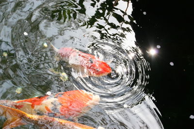 View of koi carps swimming in pond