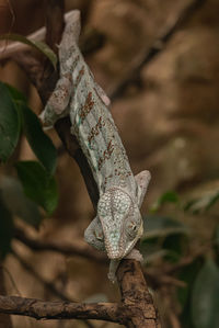 Close-up of a lizard on branch