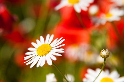 Close-up of white daisy