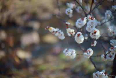 Close-up of cherry blossom tree