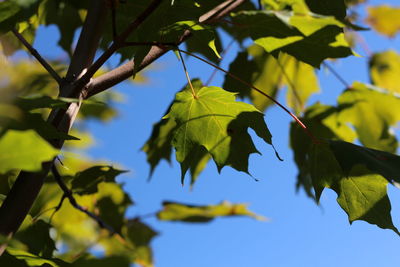 Low angle view of maple tree against sky