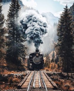 Railroad tracks amidst trees