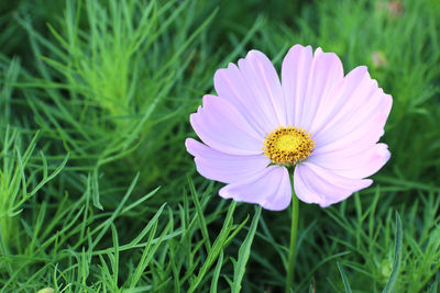 Close-up of insect on purple flower