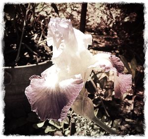 Close-up of flower blooming outdoors