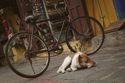 Dog with bicycle