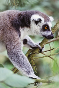 Close-up of a lemur on tree