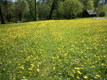 Yellow flowers blooming in field