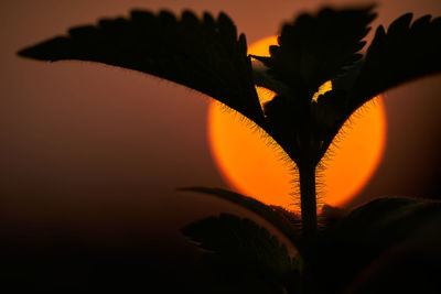 Close-up of silhouette plant against sky at sunset
