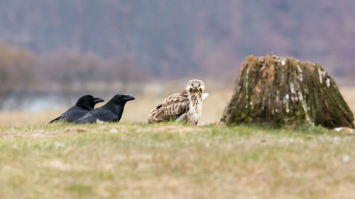 Birds perching on a field buzzard vs. raven